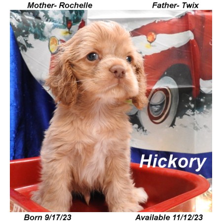 puppy, for, sale, Cocker Spaniel, Joe & Cherri  Overlease, dog, breeder, Miller, MO, dog-breeder, puppy-for-sale, forsale, nearby, find, puppyfind, locator, puppylocator, aca